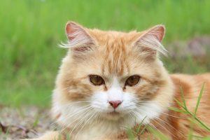How to build a cat niche website