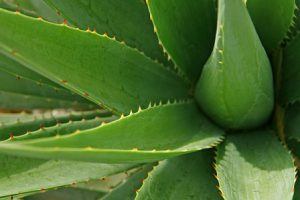 Aloe vera is used in Univera products